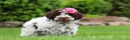 Lagotto Romagnolo dogs for sale: Penny - Ad 2