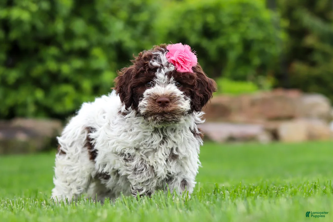 Lagotto Romagnolo dogs for sale: Penny - Ad 2