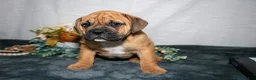 Beabull dogs for sale: Roscoe - Ad 1