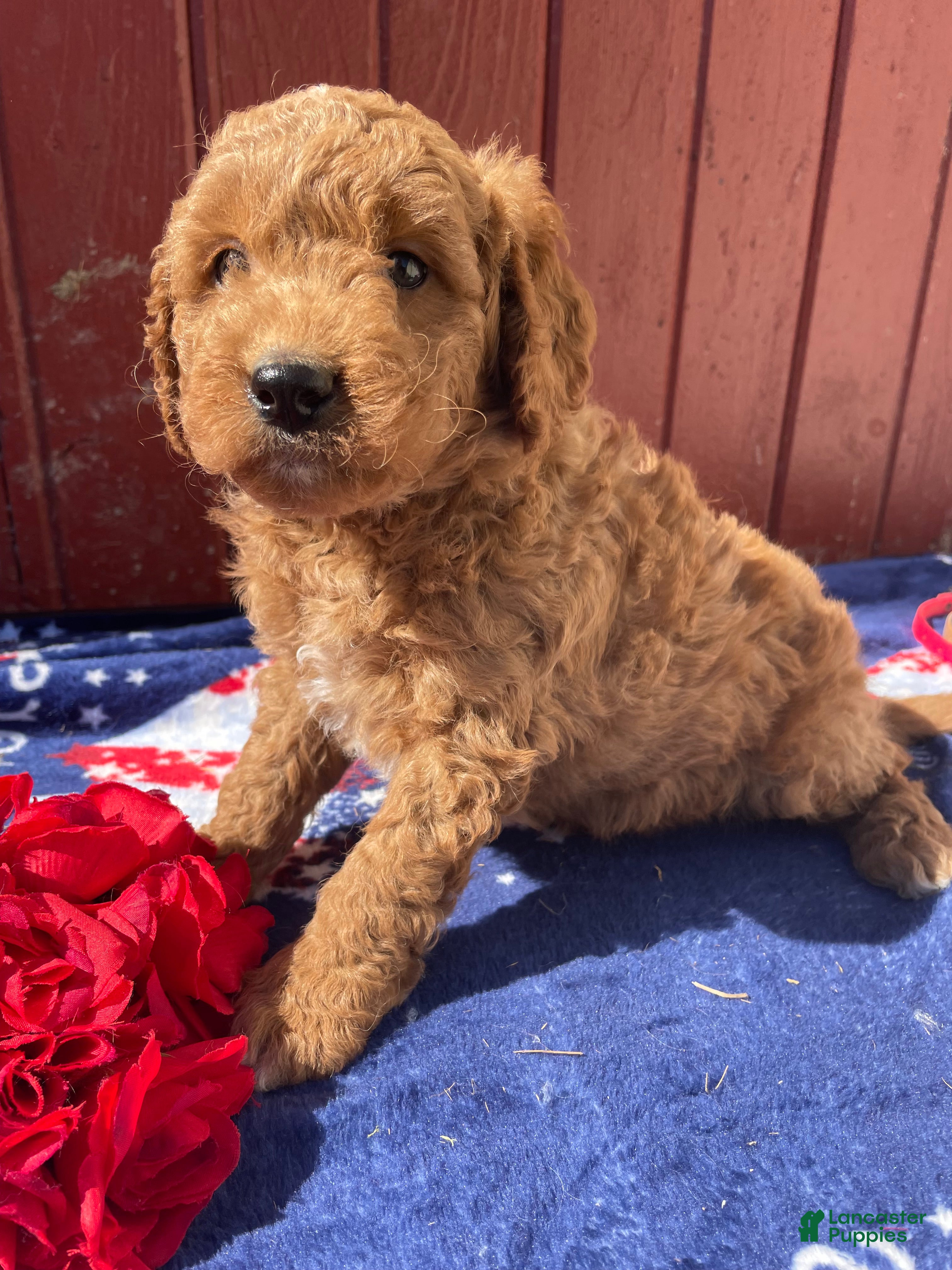 Mini Goldendoodle dogs Ross - Ad 11