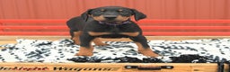 Doberman Pinscher dogs for sale: Harper - Ad 8