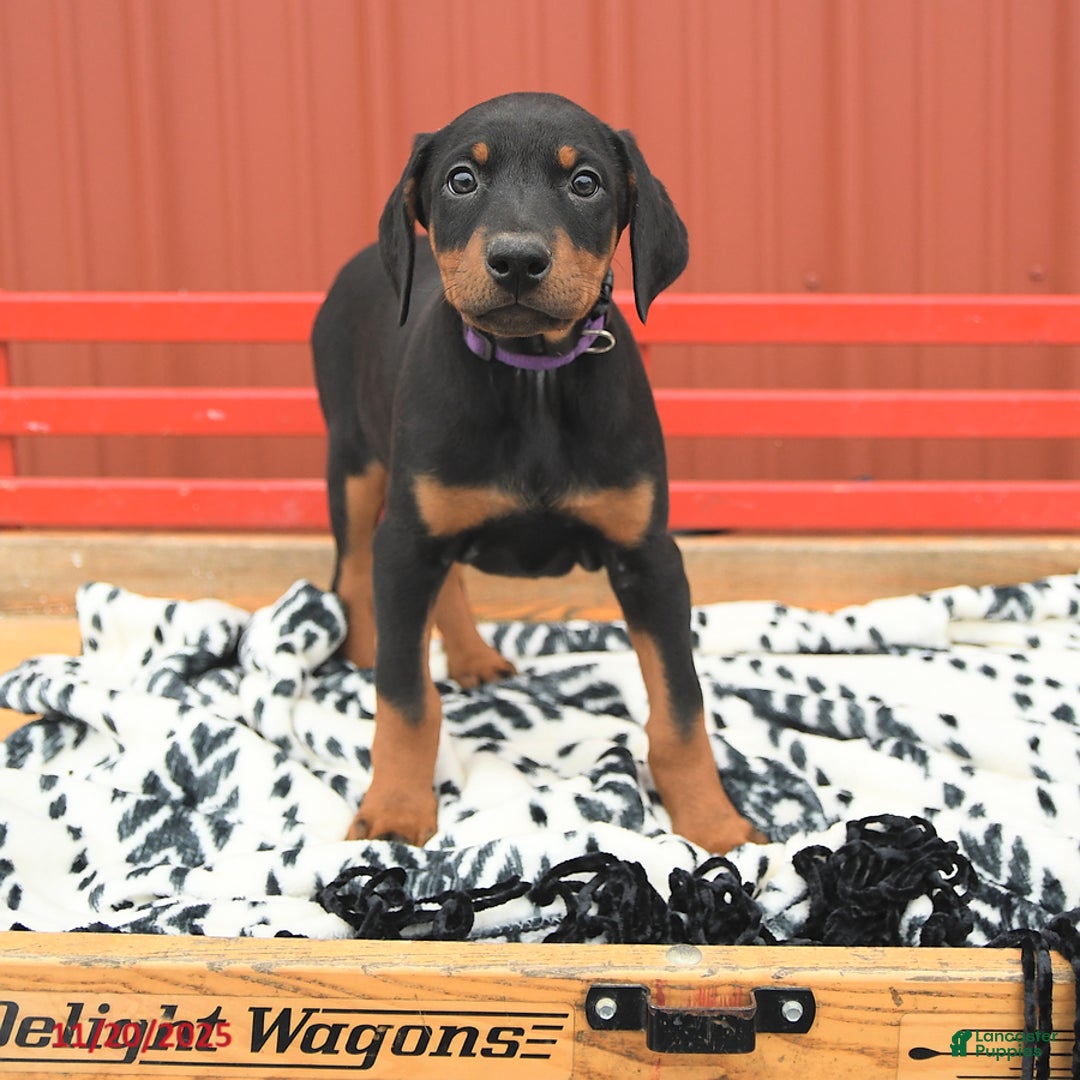 Doberman Pinscher dogs for sale: Harper - Ad 8
