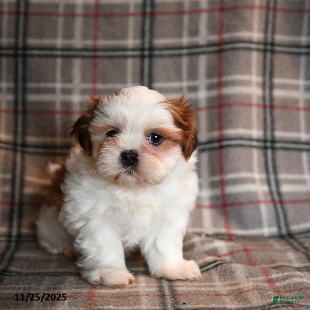 Shih Tzu dogs for sale: Hunter - Ad 2