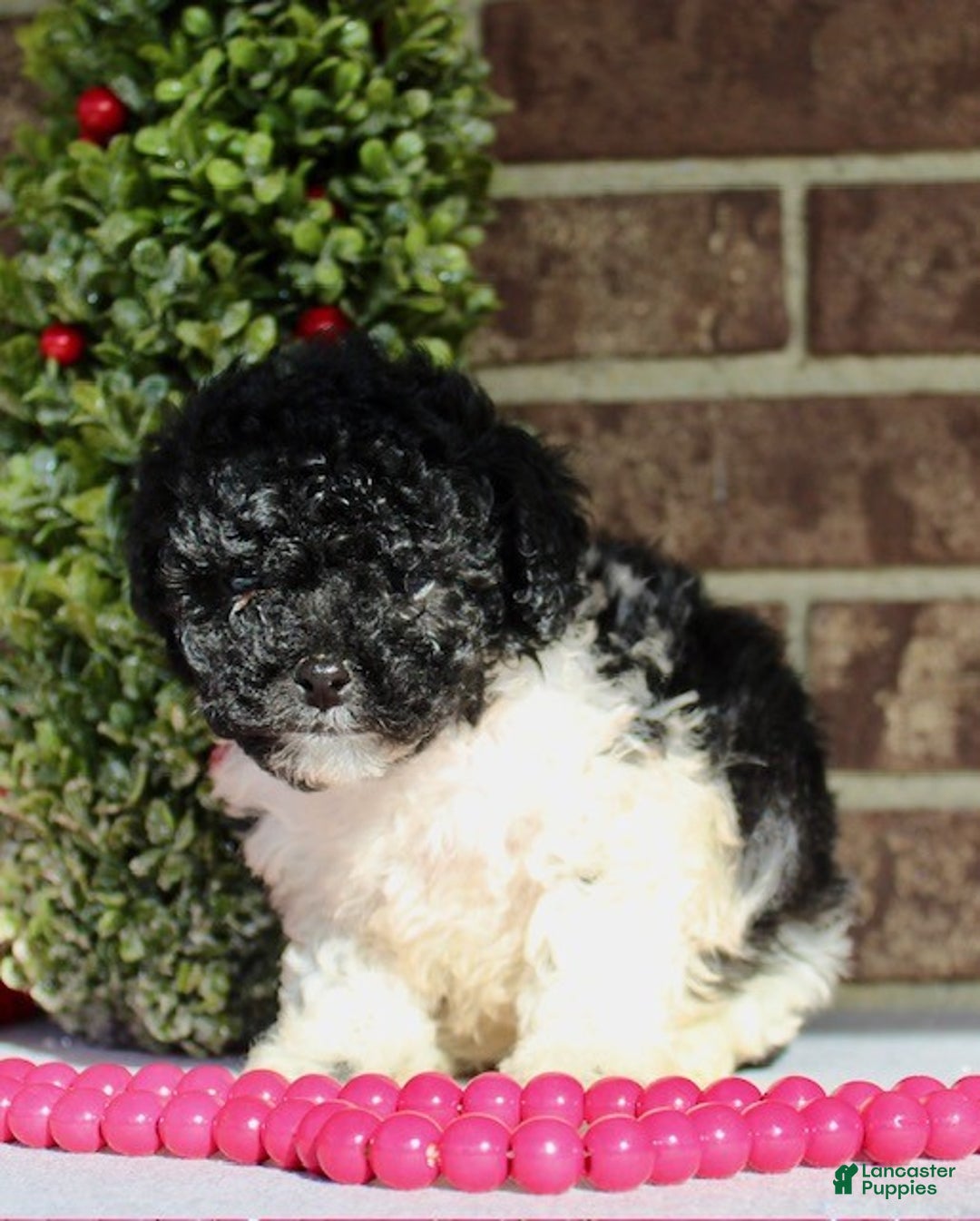 Miniature Poodle dogs for sale: Comet - Ad 4