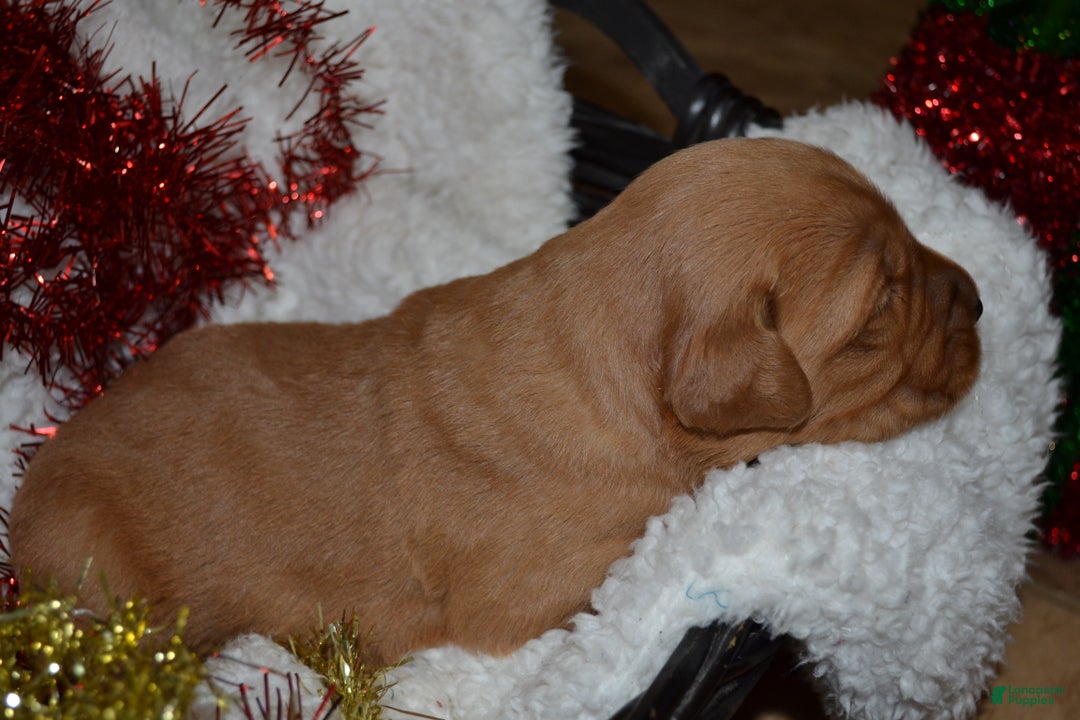 Golden Retriever dogs for sale: Rosa - Ad 3