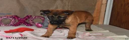 Belgian Malinois dogs for sale: Belle - Ad 4