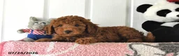 Mini Goldendoodle dogs for sale: Commet - Ad 5