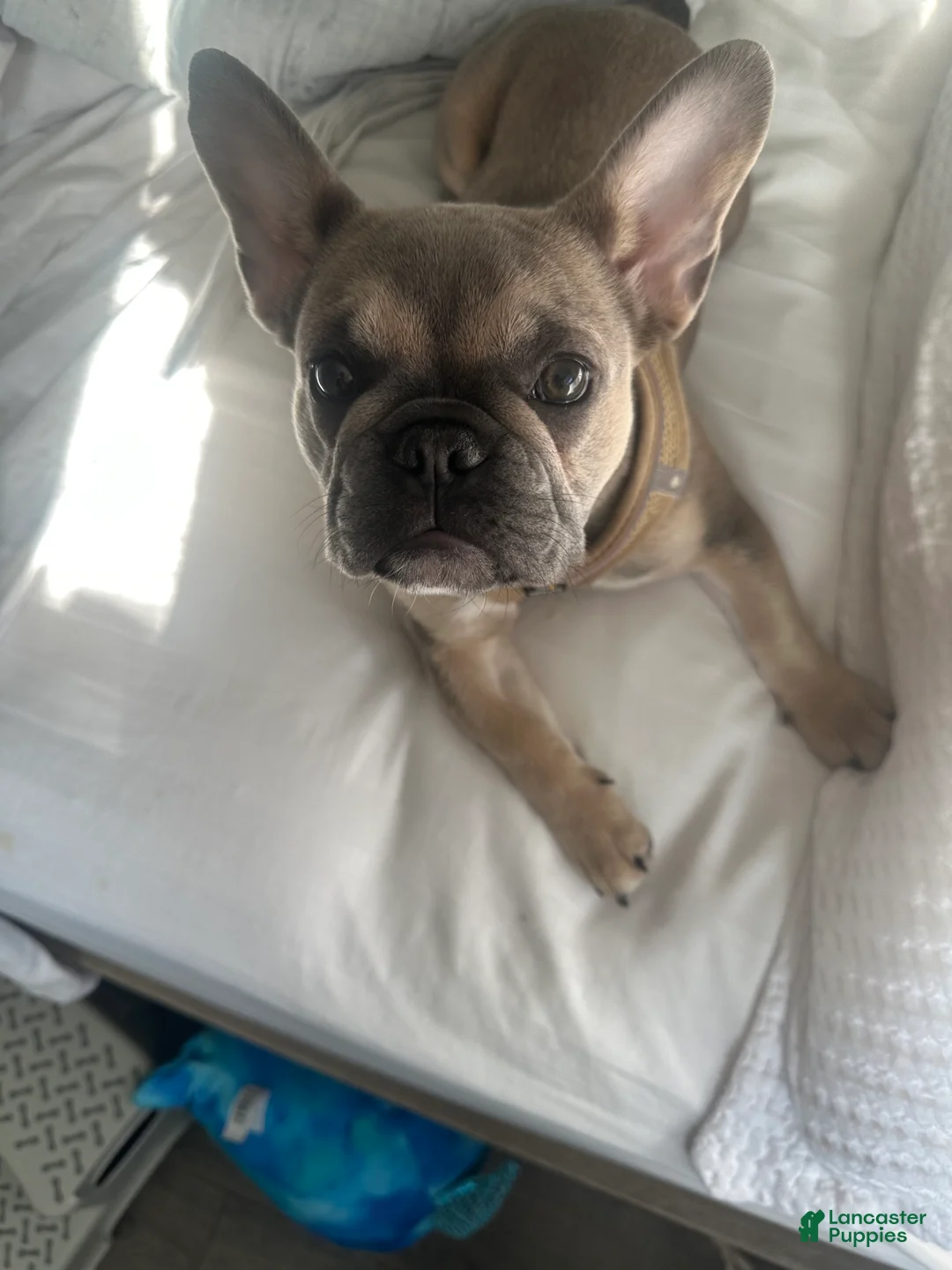 French Bulldog dogs for sale: Tessa - Ad 2
