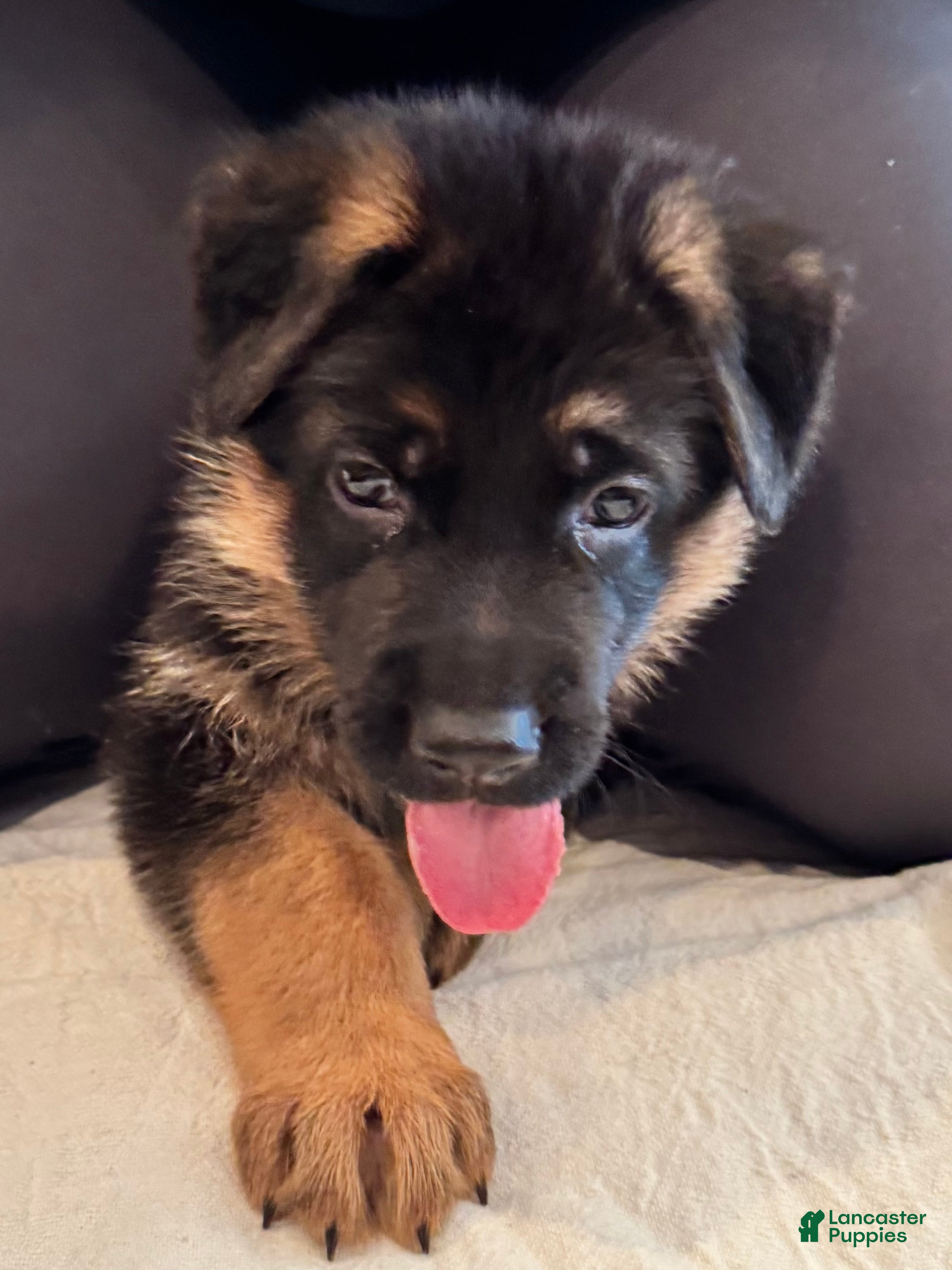 German Shepherd dogs German Shepherd Puppy 3 - Ad 12