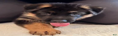 German Shepherd Puppy 3