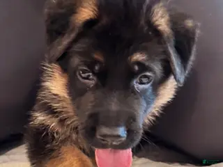 German Shepherd dogs German Shepherd Puppy 3 - Ad 12