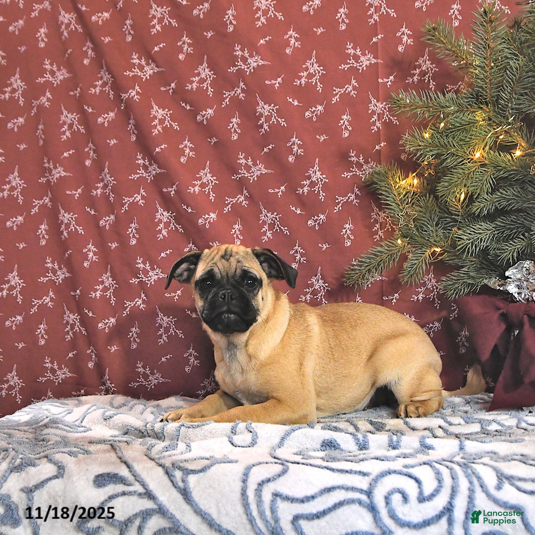 Pug dogs for sale: Goldie - Ad 2