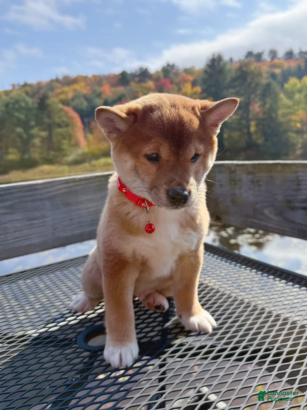 Shiba Inu dogs for sale: 🩷 Wendi 🩷 - Ad 10