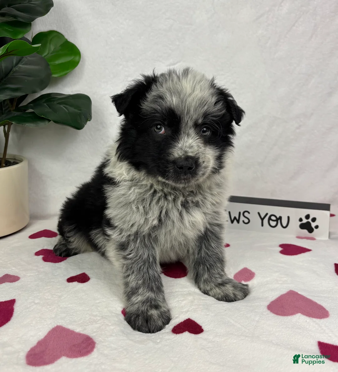 Mixed Breed dogs for sale: Maxwell - Ad 1