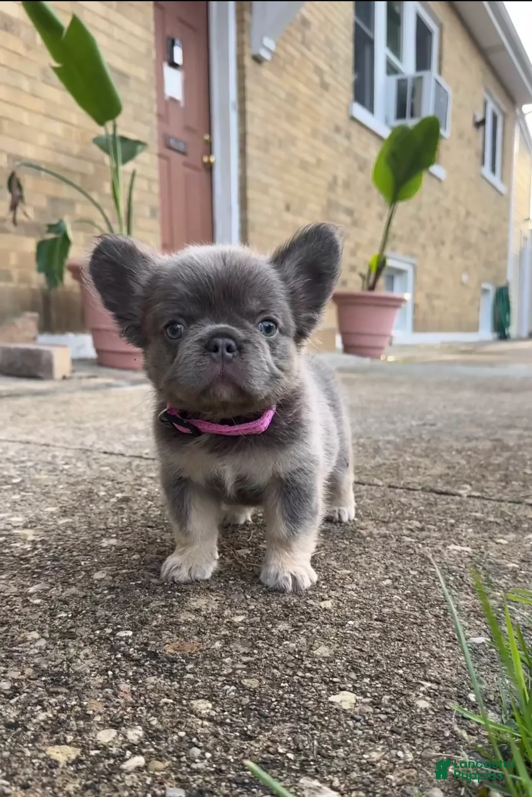 French Bulldog dogs for sale: Lila  - Ad 1