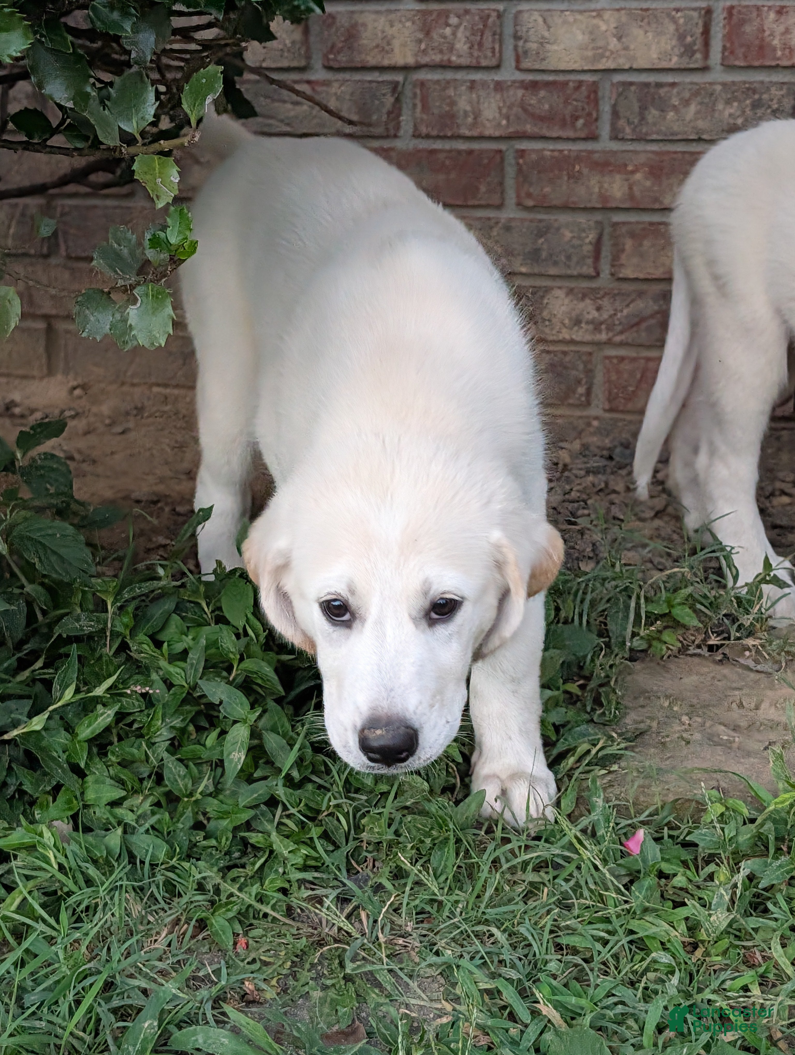 Mixed Breed dogs Great Pyrenees 5 - Ad 1