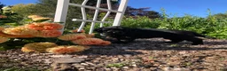Newfoundland dogs for sale: Sunshine - Ad 3