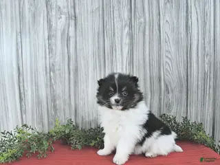 Pomeranian dogs Cody - Ad 4