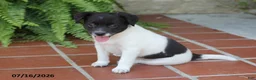 Toy Fox Terrier dogs for sale: Mindi - Ad 1