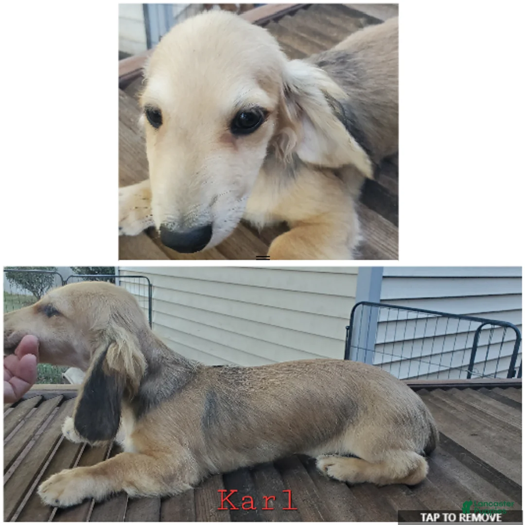 Miniature Dachshund dogs for sale: Karl - Ad 4