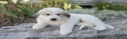 Great Pyrenees dogs for sale: Hunter - Ad 1
