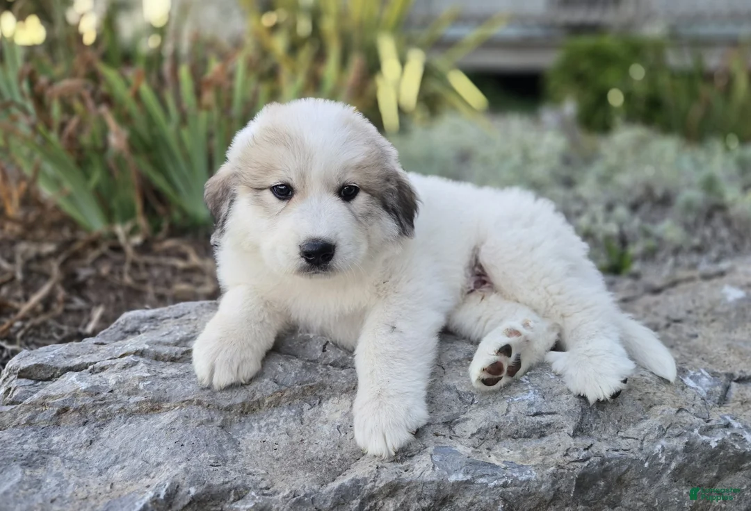 Great Pyrenees dogs for sale: Hunter - Ad 1