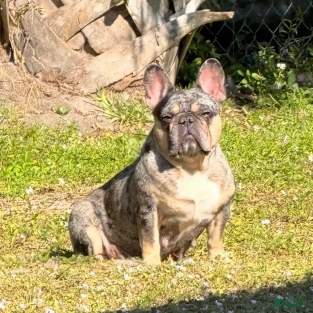 French Bulldog dogs for sale: Princess - Ad 2