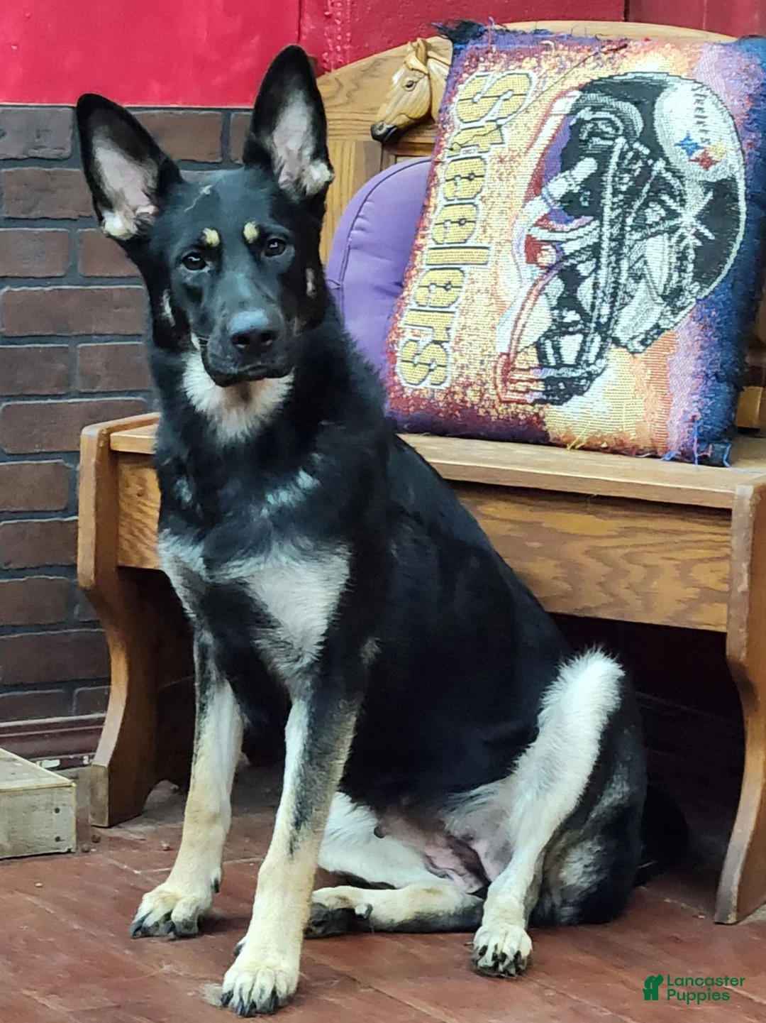 German Shepherd dogs for sale: German Shepherd Puppy 6 - Ad 2