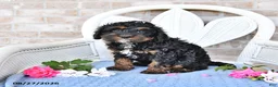 Cockapoo dogs for sale: Violet - Ad 5
