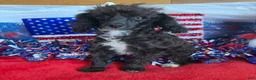 Toy Poodle dogs for sale: Lady - Ad 2