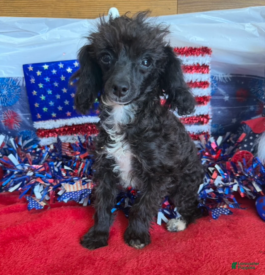 Toy Poodle dogs for sale: Lady - Ad 2