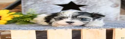 Maltipom dogs for sale: Muffin - Ad 3