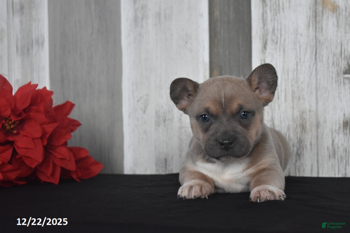 Mixed Breed dogs Isabelle - Ad 3