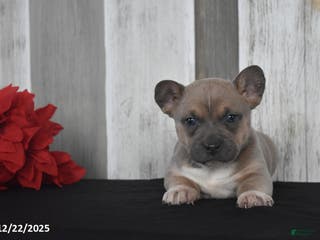 Mixed Breed dogs Isabelle - Ad 22