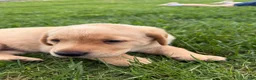 Labrador Retriever dogs for sale: Labrador Retriever Puppy 2 - Ad 15