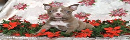 Frenchton dogs for sale: Joy - Ad 10