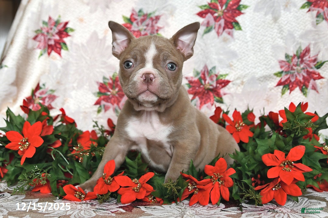 Frenchton dogs for sale: Joy - Ad 10