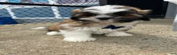 Shih Tzu dogs for sale: Shih Tzu Puppy 1 - Ad 2