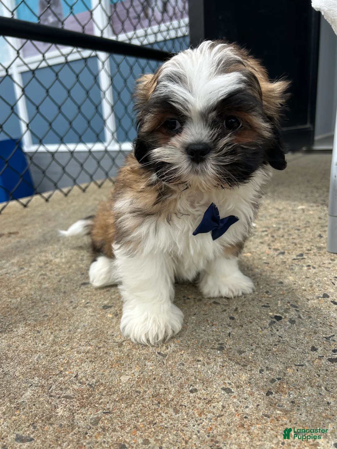 Shih Tzu dogs for sale: Shih Tzu Puppy 1 - Ad 2