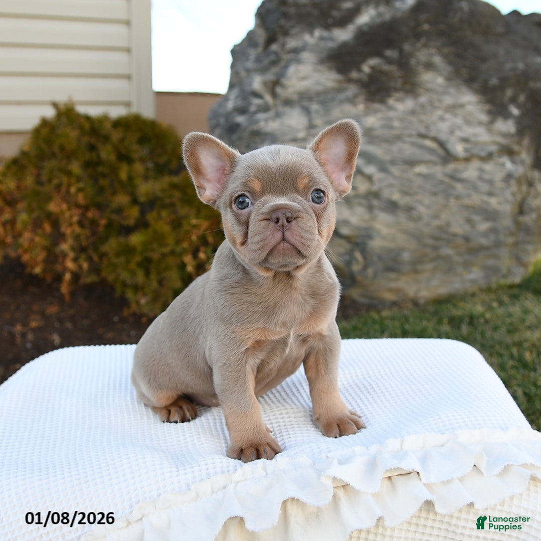 French Bulldog dogs for sale: Ivy - Ad 3