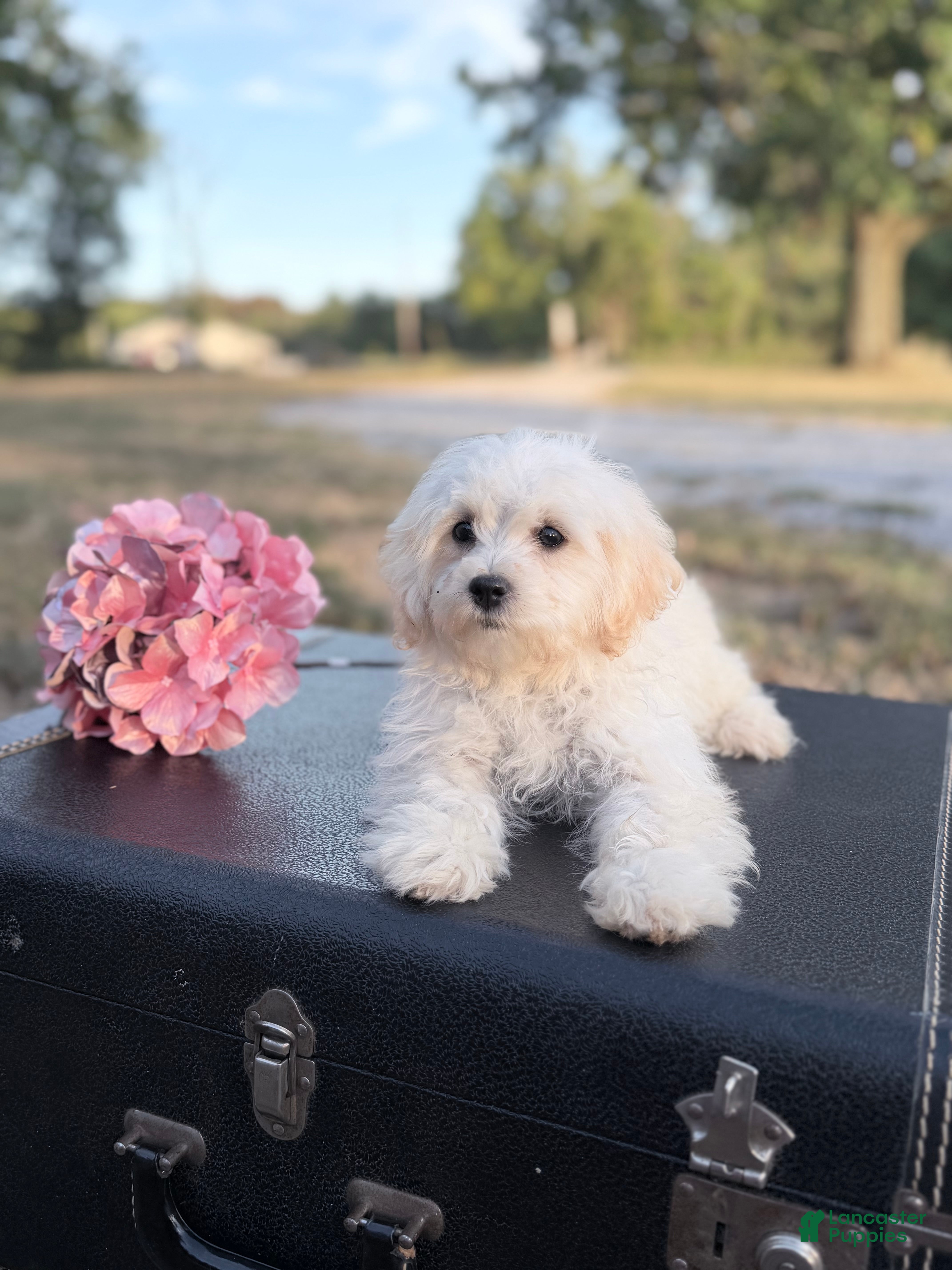 Maltipoo dogs Kaiser - Ad 2