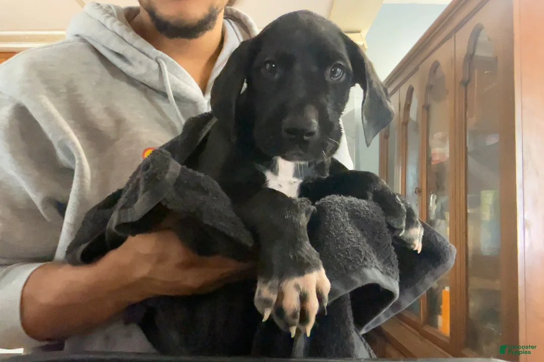 Great Dane dogs for sale: Bear🐻 - Ad 2