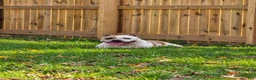 American Bully dogs for sale: 9x Kennels Björn Ironside Aka Cubb  - Ad 45