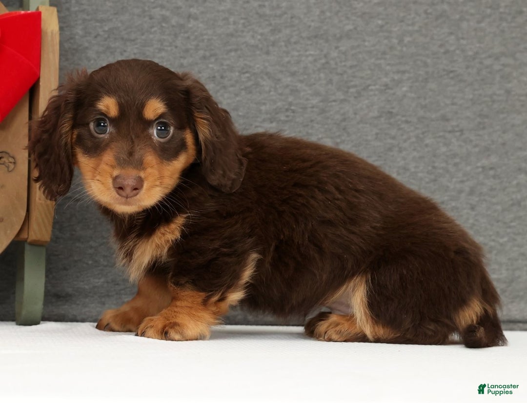 Miniature Dachshund dogs for sale: Gyro - Ad 3