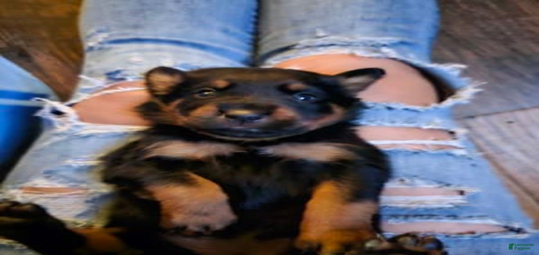 Gallery Image {{count}}