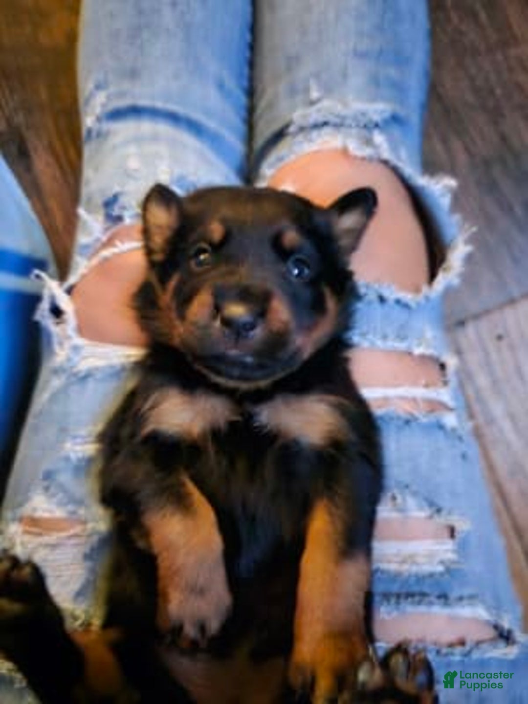 Gallery Image {{count}}