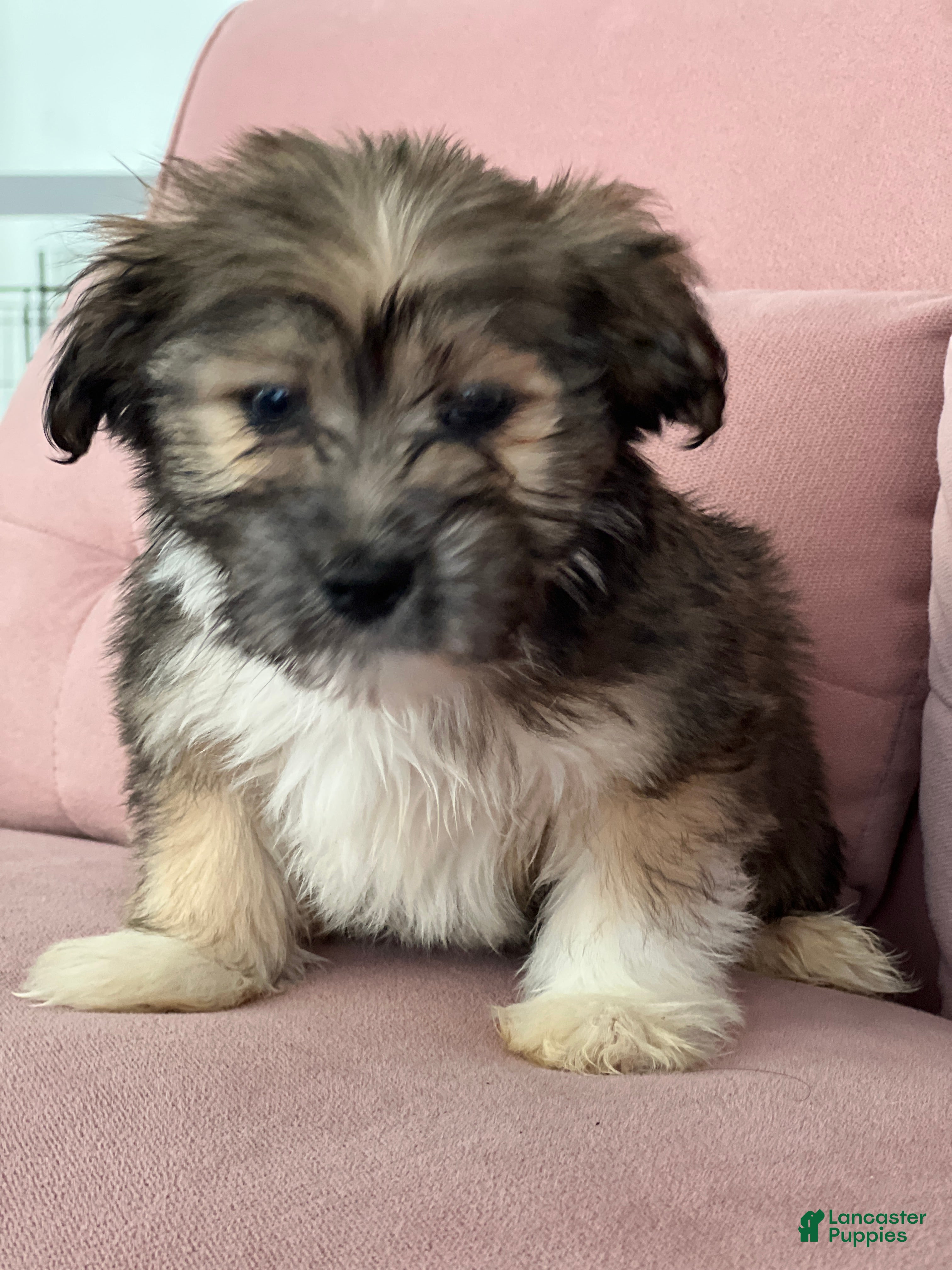 Havanese dogs Seth - Ad 27