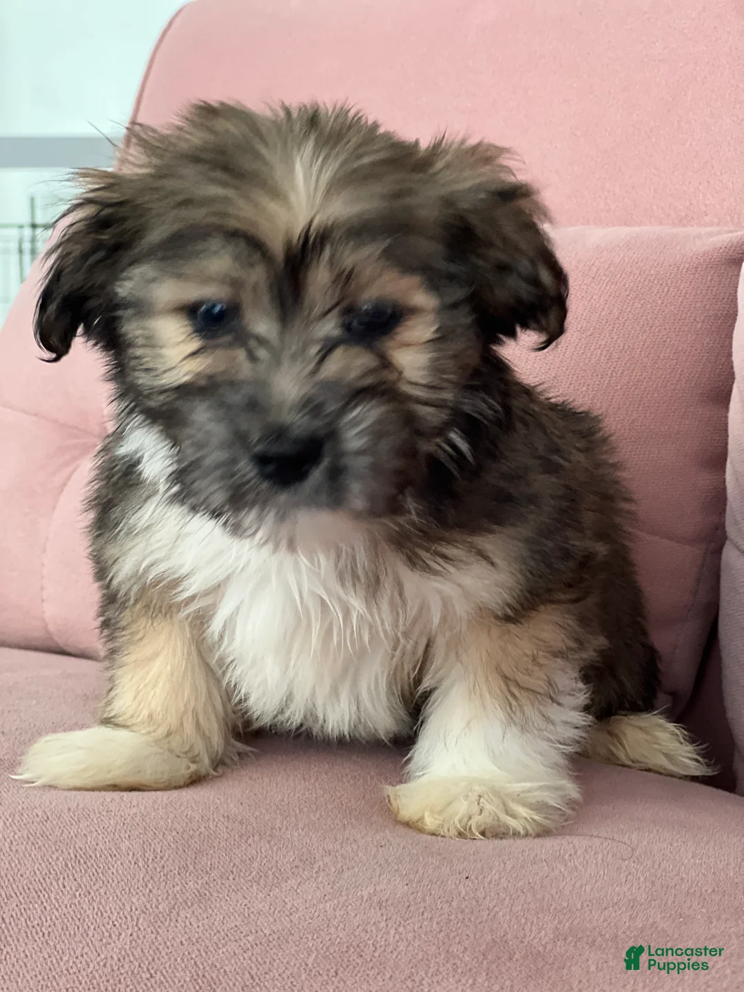 Havanese dogs for sale: Seth - Ad 1