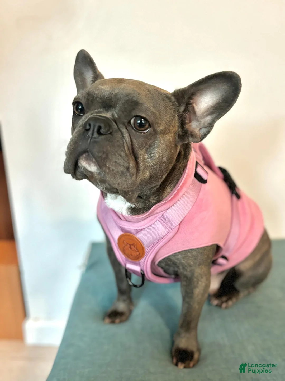 Frenchton dogs for sale: Frenchton 1 - Ad 4