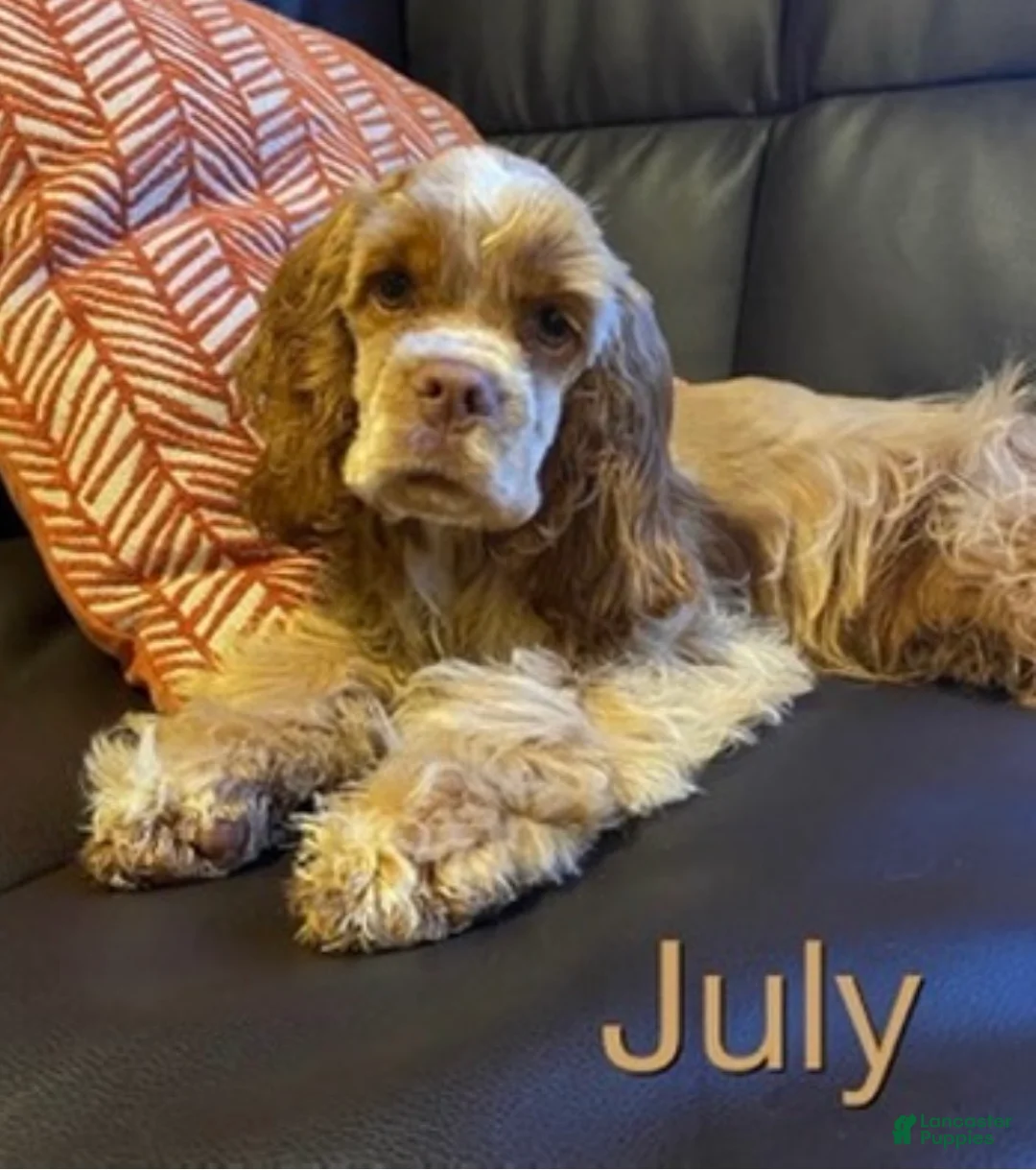 Cocker Spaniel dogs for sale: Cocker Spaniel Puppy 1 - Ad 1